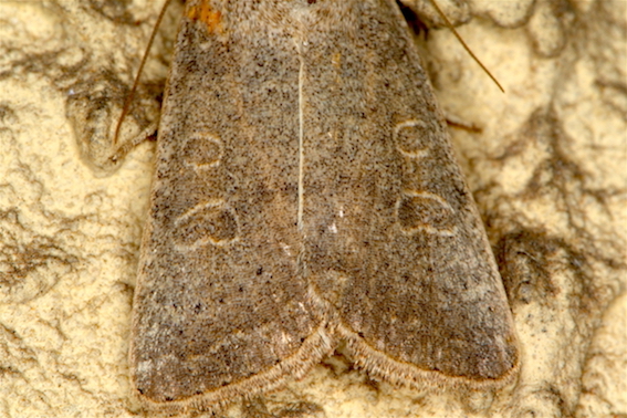 Noctuidae - Hoplodrina ambigua